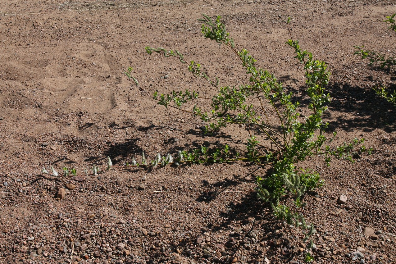 Изображение особи Salix phylicifolia.