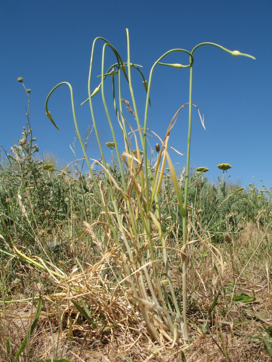 Image of Allium longicuspis specimen.