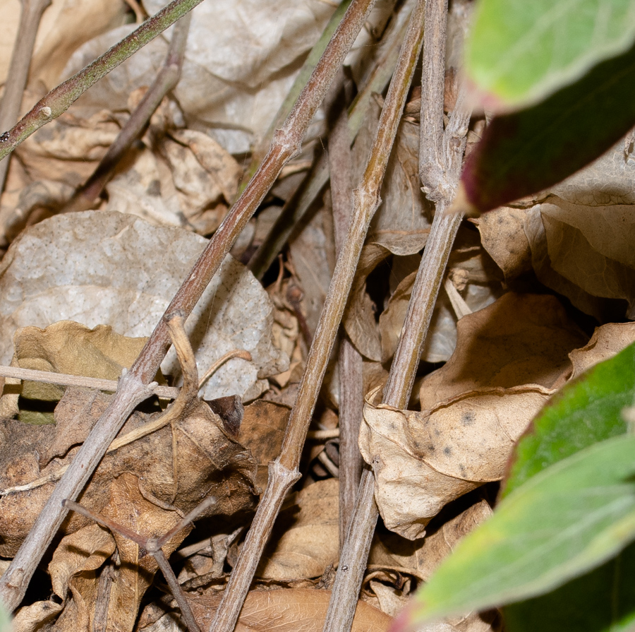 Image of Alternanthera porrigens specimen.