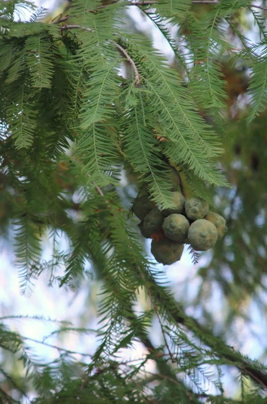 Изображение особи Taxodium distichum.