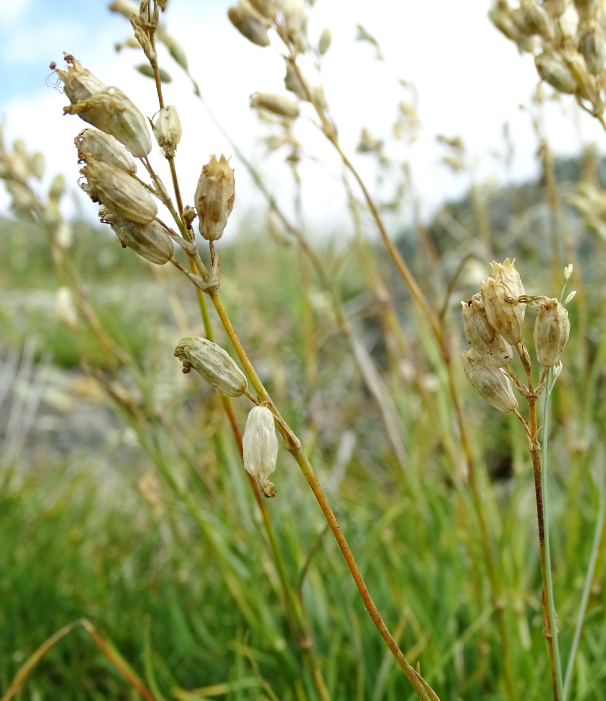 Image of Silene graminifolia specimen.