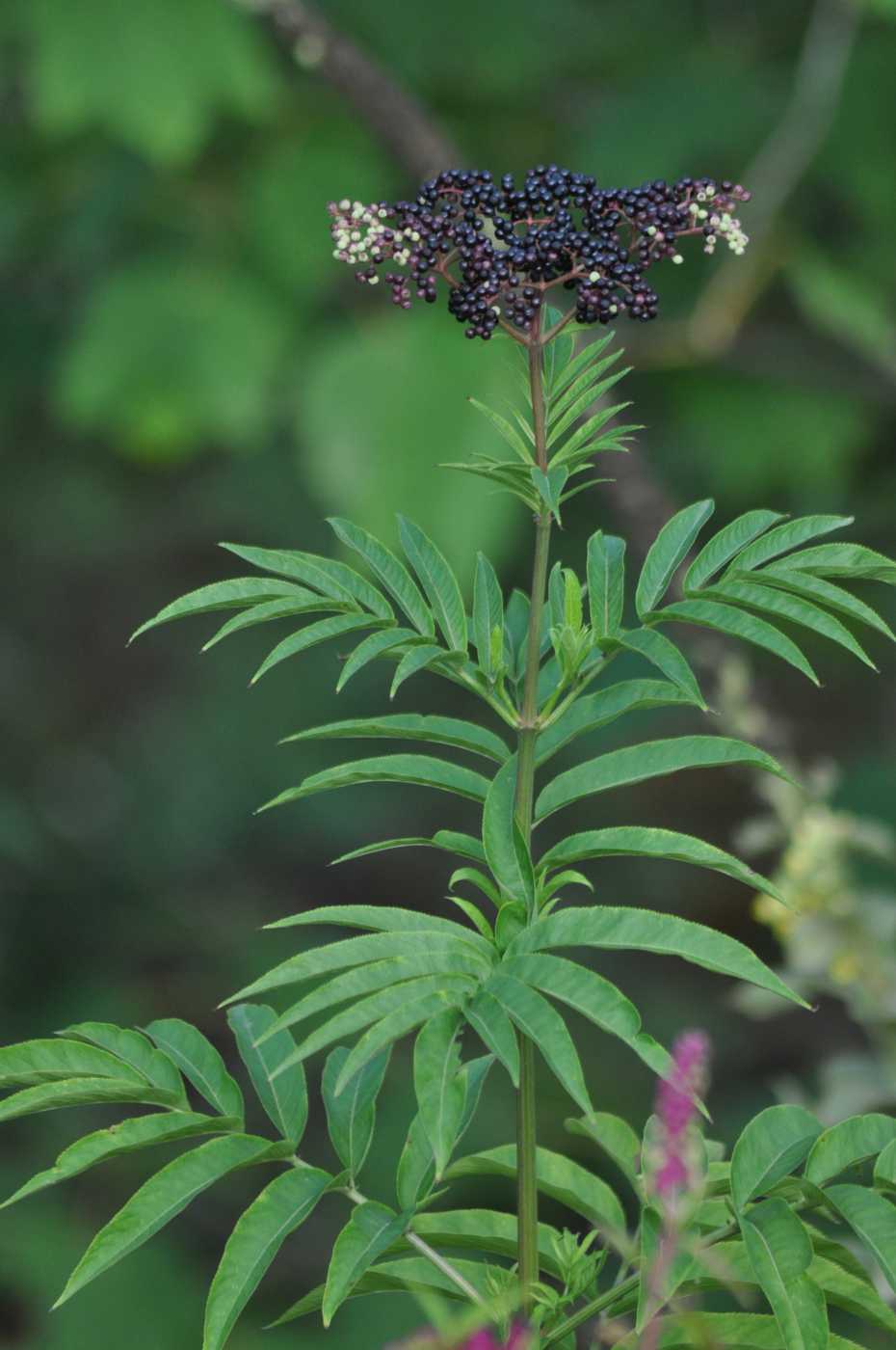 Изображение особи Sambucus ebulus.