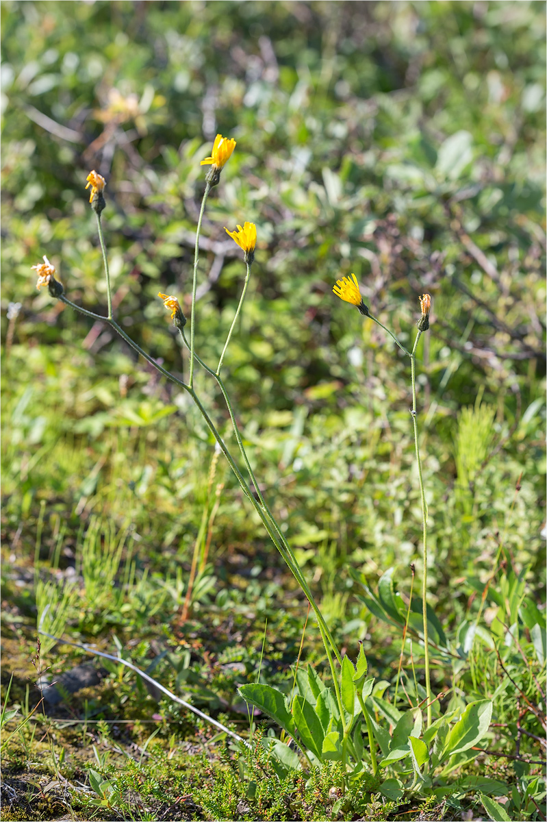 Image of genus Hieracium specimen.