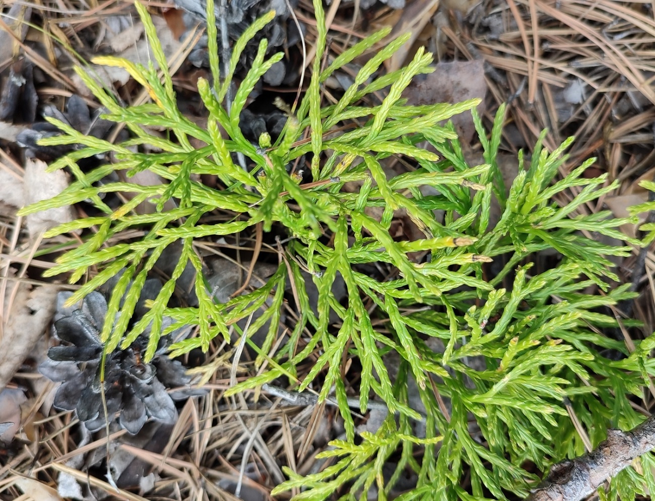 Image of Diphasiastrum complanatum specimen.