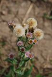 Erigeron orientalis