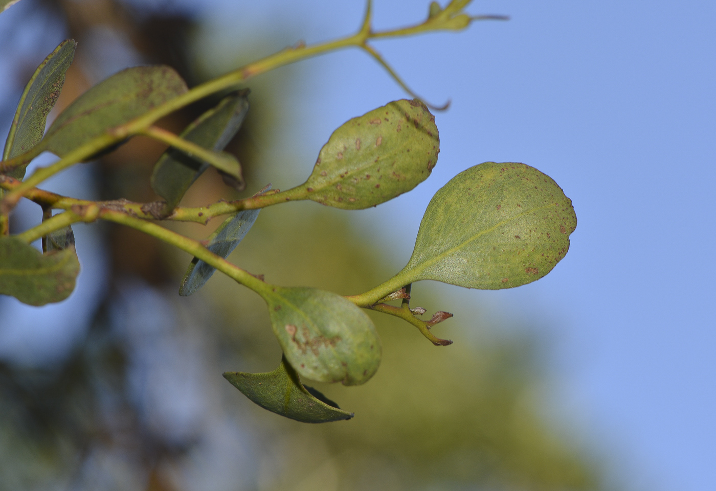 Изображение особи род Eucalyptus.