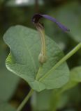 Aristolochia rotunda