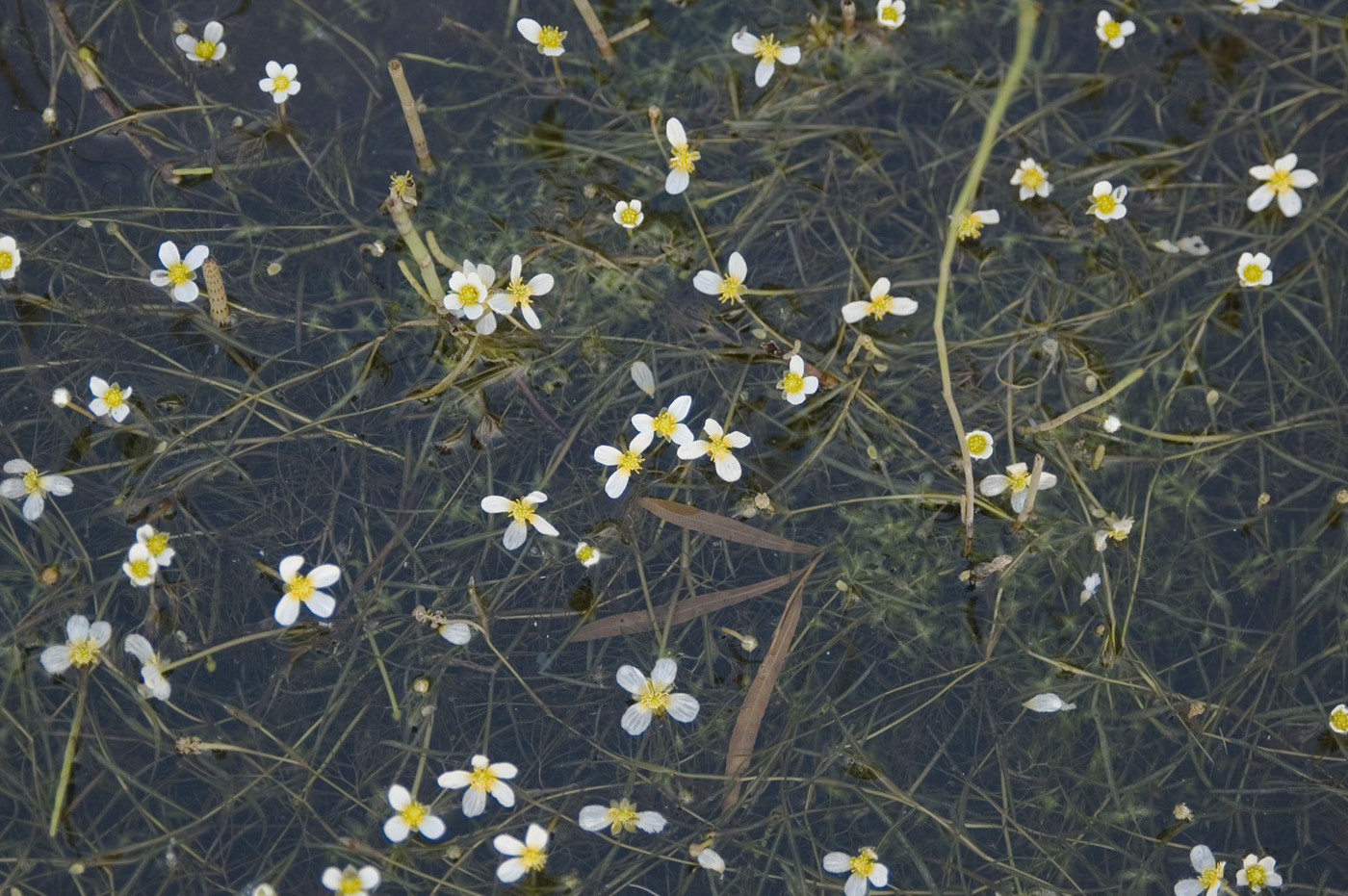 Image of Ranunculus trichophyllus specimen.