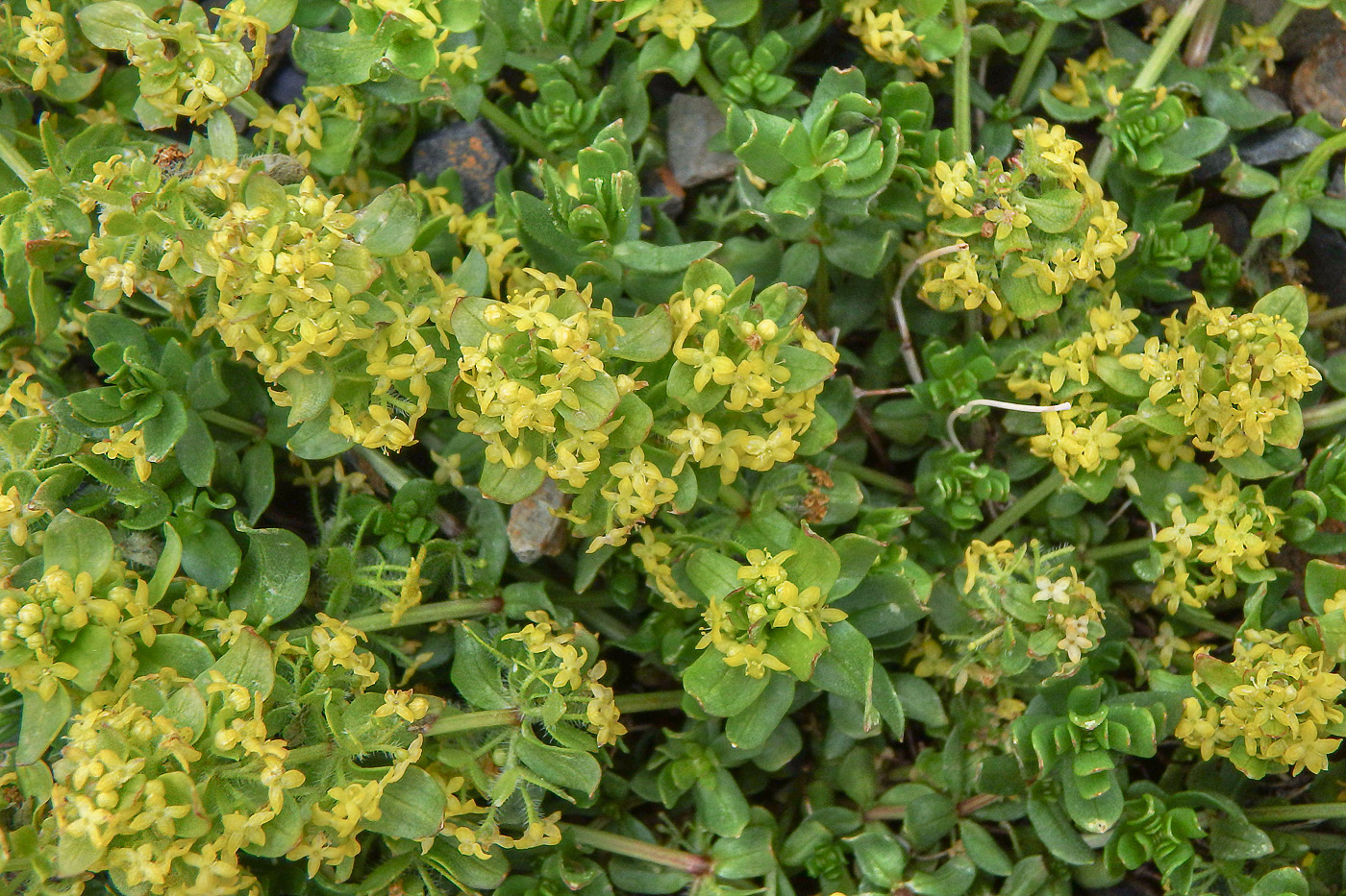 Image of genus Cruciata specimen.