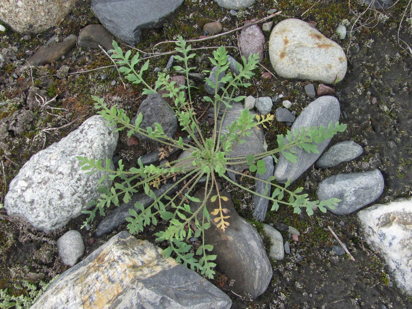 Image of Papaver fugax specimen.