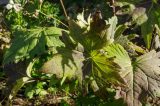 Ligularia przewalskii