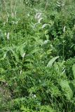 Bistorta officinalis. Цветущие растения. Республика Татарстан, Спасский р-н, ур. Ясачка. 08.06.2010.