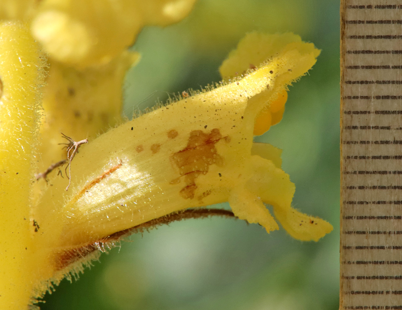 Image of Orobanche ingens specimen.