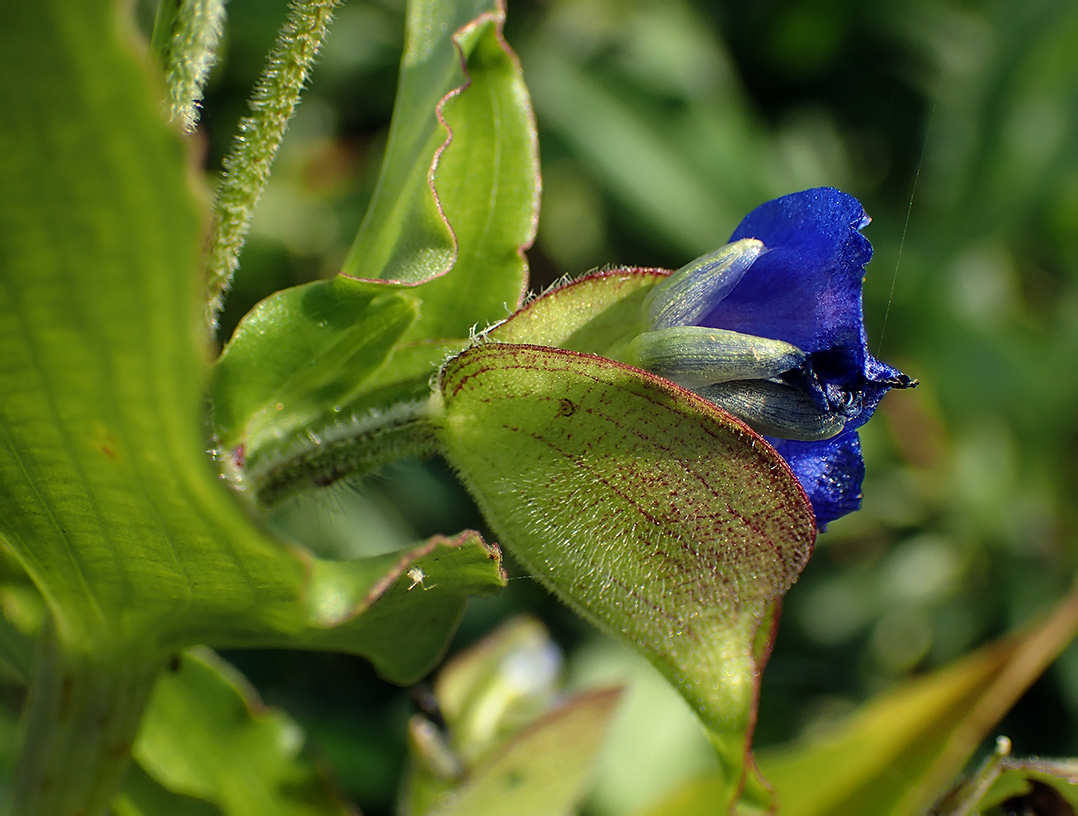 Изображение особи Commelina tuberosa.