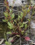 Rumex bucephalophorus. Прикорневая часть растения. Испания, автономное сообщество Каталония, провинция Жирона, комарка Баш Эмпорда, муниципалитет Калонже, берег малой реки, в трещине валуна. 04.05.2022.