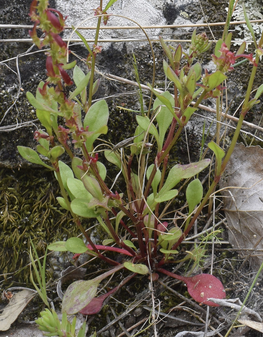 Изображение особи Rumex bucephalophorus.