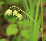 Epimedium koreanum. Часть побега с соцветием. Приморский край, Хасанский р-н, окр. с. Кравцовка, бассейн р. Грязная, в дубовом лесу. 16.05.2022.