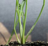 Asphodeline lutea