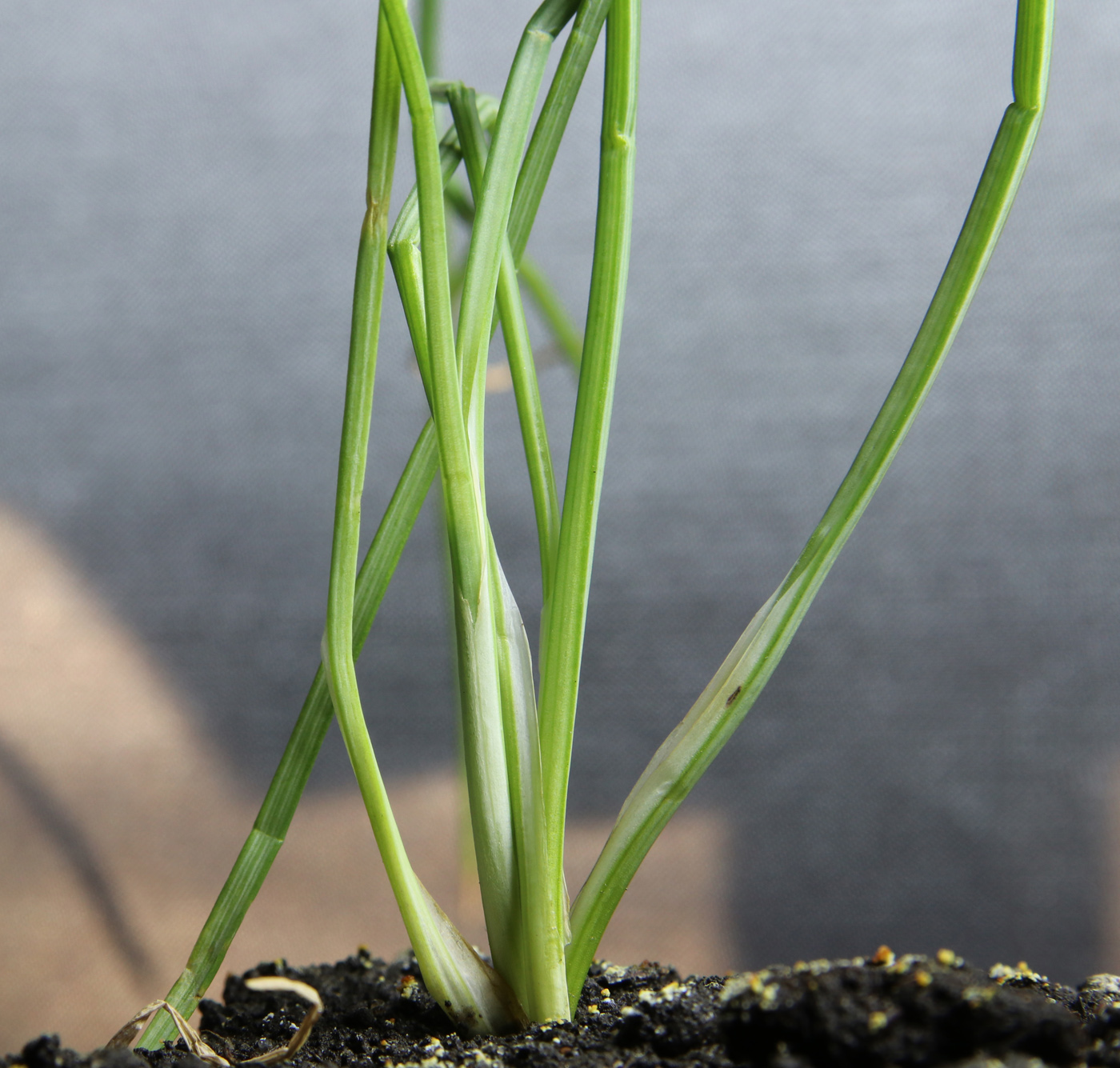 Image of Asphodeline lutea specimen.