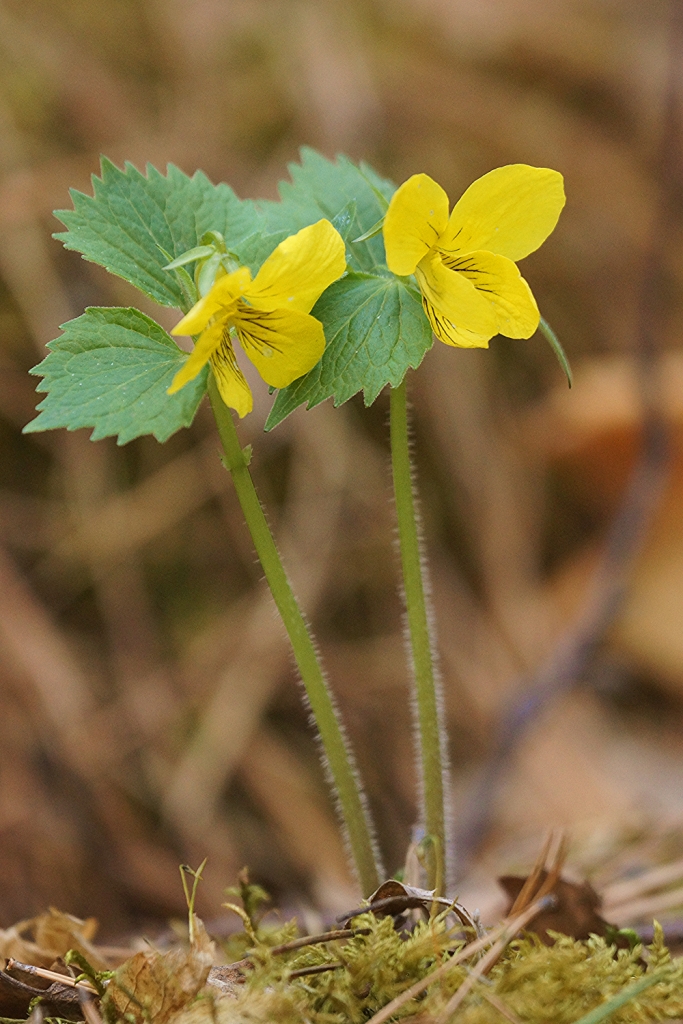 Image of Viola uniflora specimen.