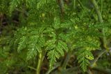 Conium maculatum. Верхний стеблевой лист с поражениями (верхняя сторона). Республика Адыгея, г. Майкоп, восточная окраина, рудеральный луг с зарослями кустарников и молодых деревьев. 10.07.2022.