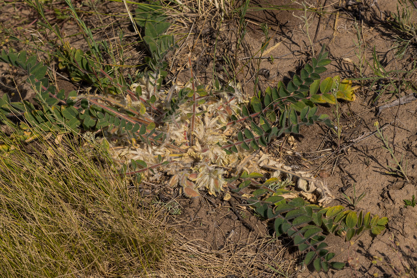 Image of Astragalus pubiflorus specimen.