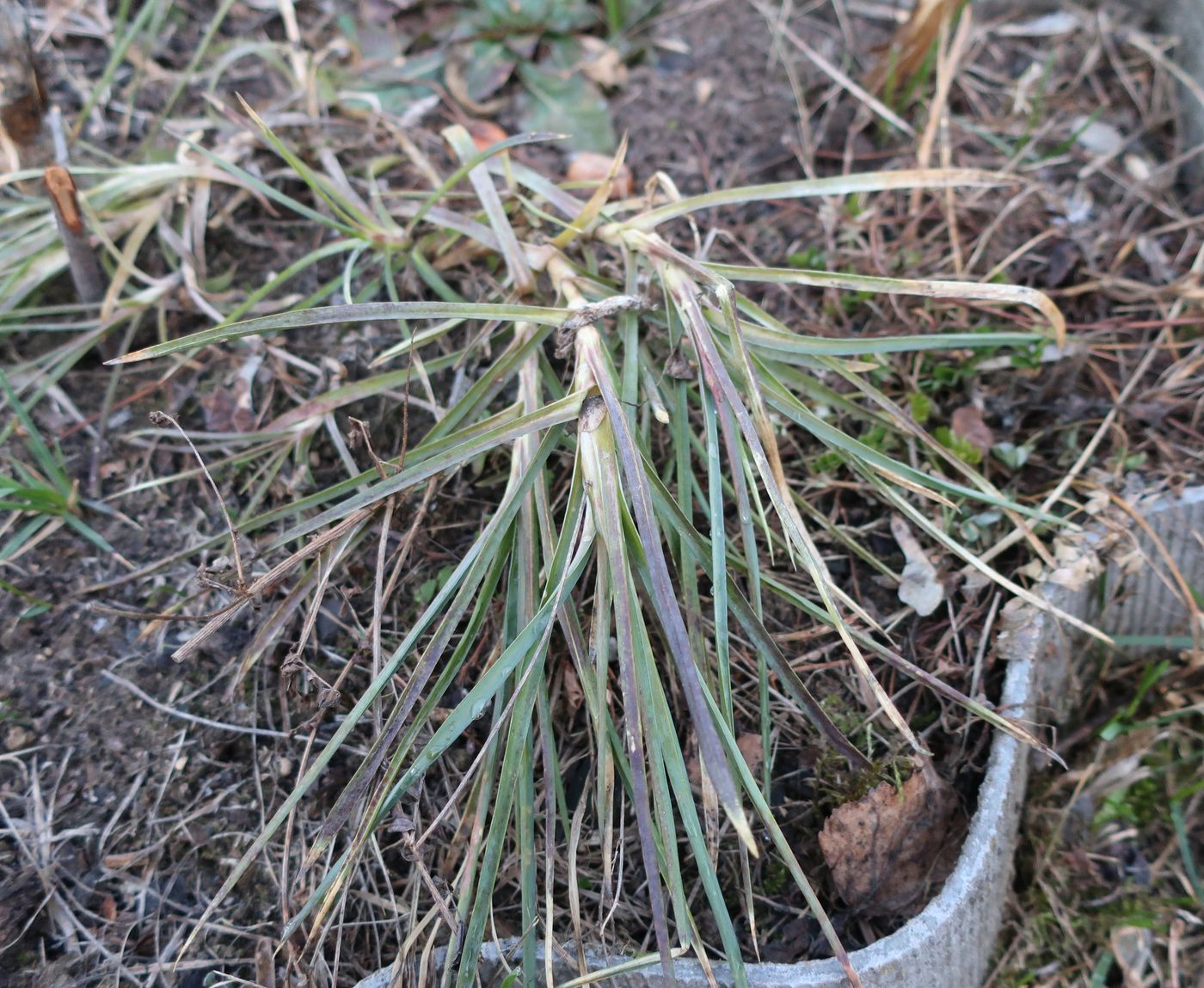 Image of Dianthus caryophyllus specimen.
