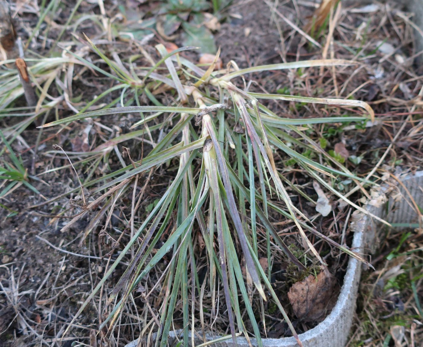 Изображение особи Dianthus caryophyllus.