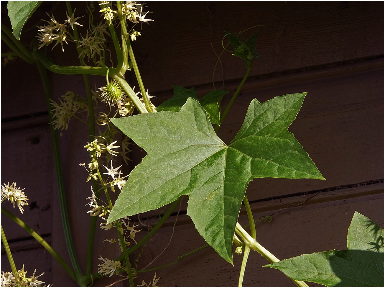 Изображение особи Echinocystis lobata.