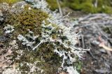 genus Stereocaulon. Талломы с апотециями. Австралия, штат Тасмания, национальный парк \"Mount Field\", на моховой подушке. 25.12.2010.