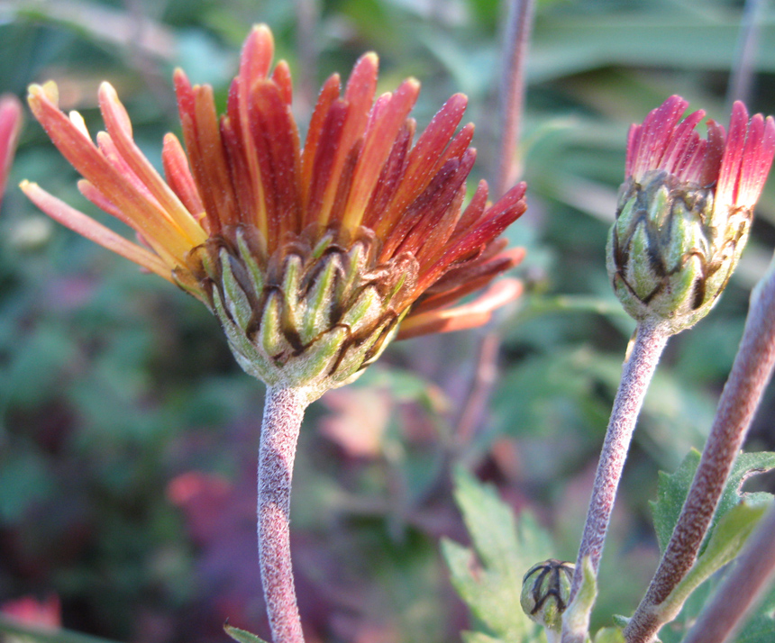 Image of Chrysanthemum indicum specimen.