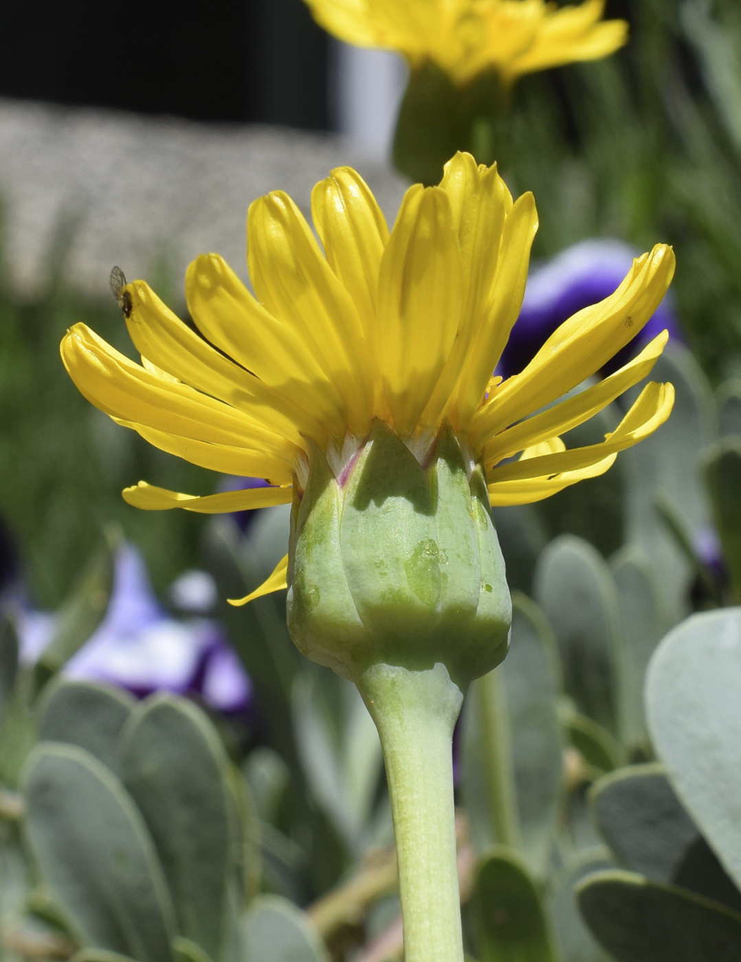 Изображение особи Hertia cheirifolia.