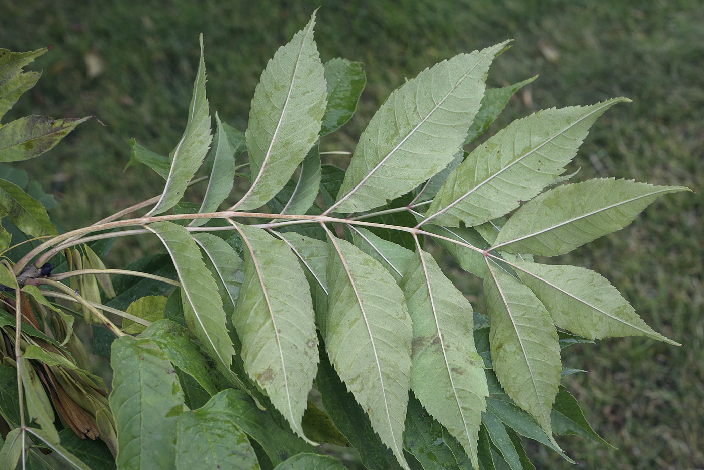 Image of Fraxinus excelsior specimen.