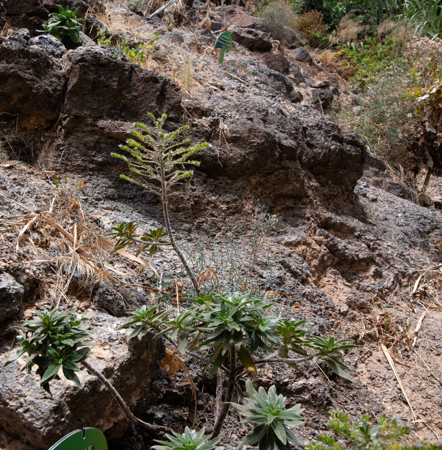 Image of Echium handiense specimen.