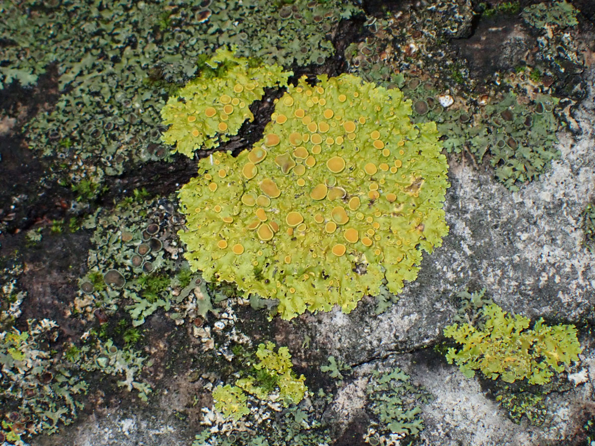 Изображение особи Xanthoria parietina.