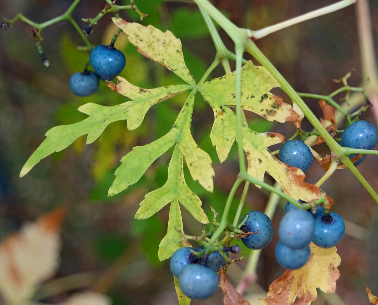 Изображение особи род Ampelopsis.