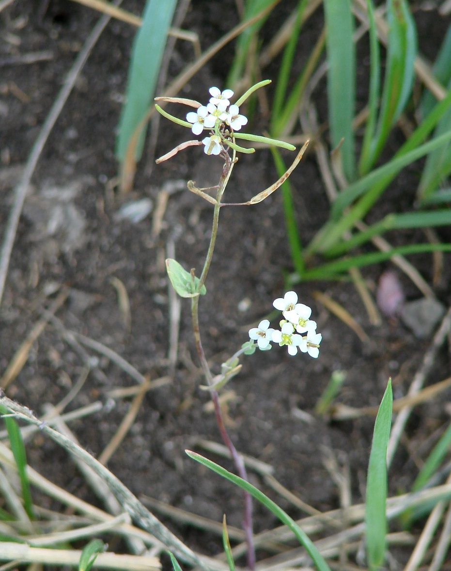 Image of Thellungiella salsuginea specimen.