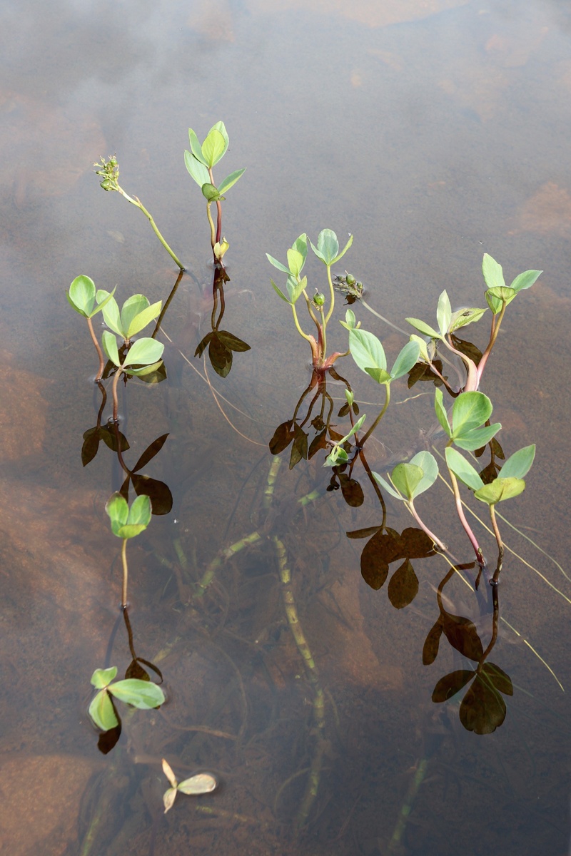 Image of Menyanthes trifoliata specimen.