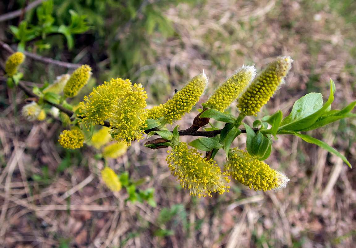 Image of Salix myrsinifolia specimen.