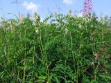 Astragalus uliginosus