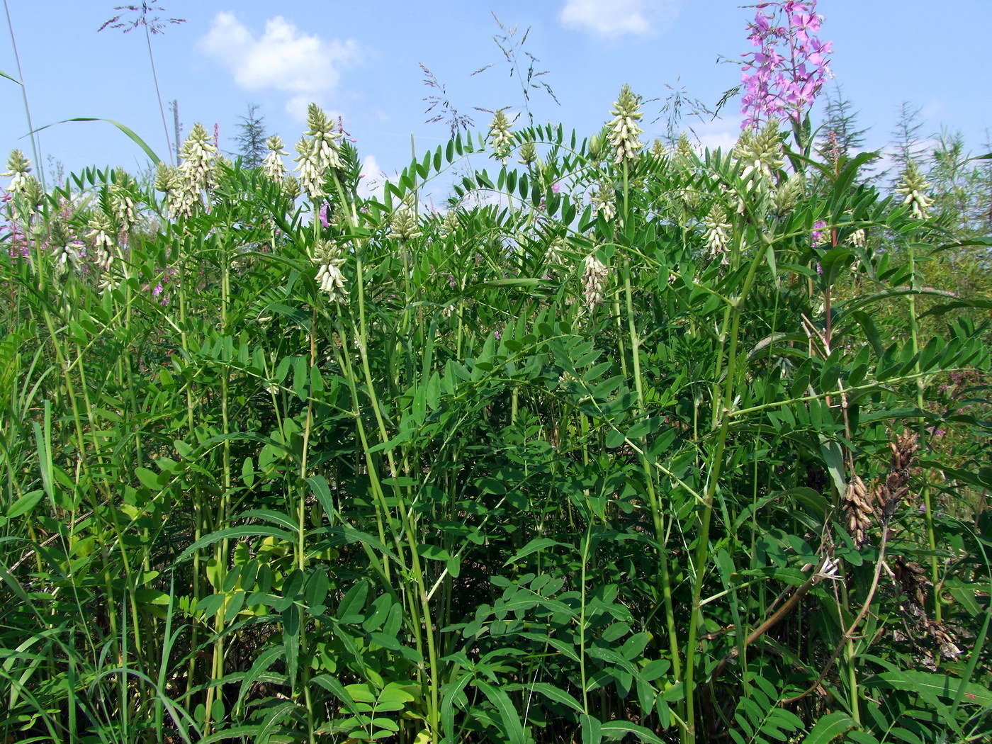 Image of Astragalus uliginosus specimen.