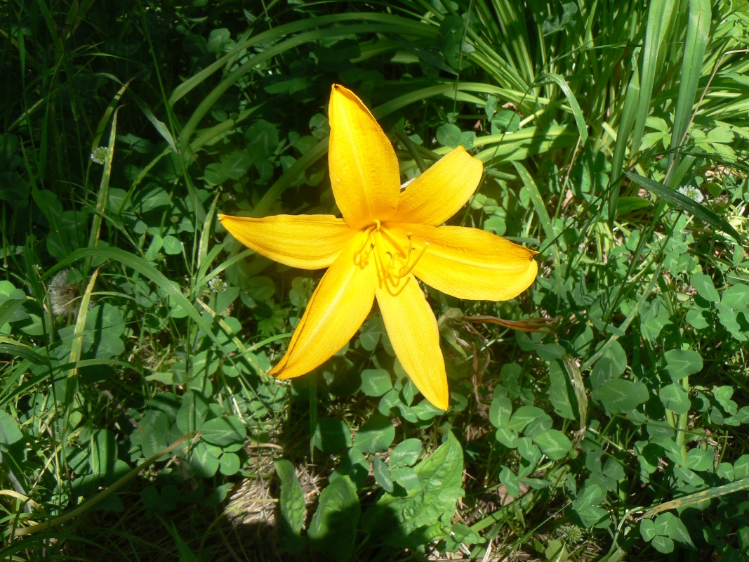 Image of Hemerocallis minor specimen.