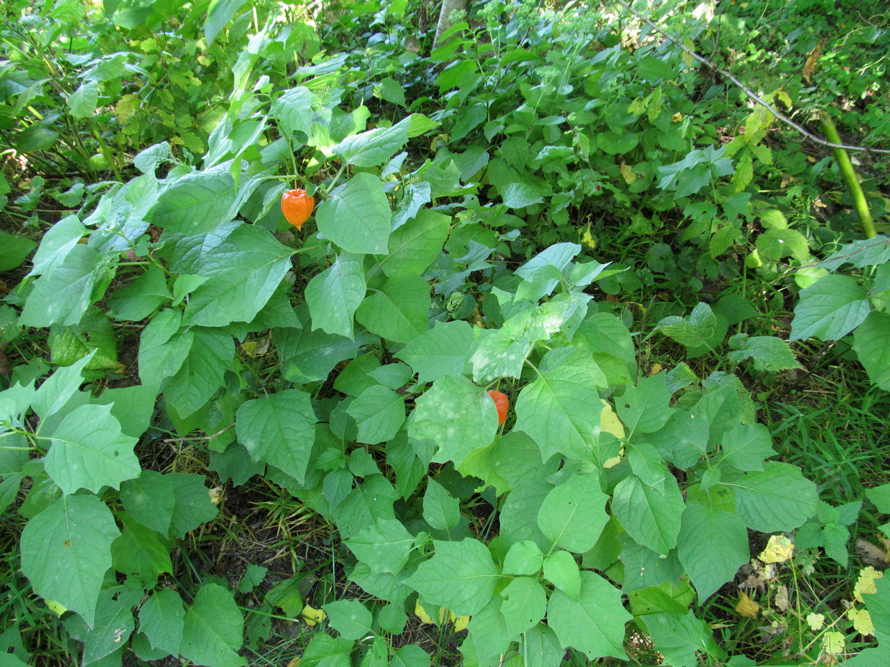 Изображение особи Alkekengi officinarum.