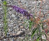 Buddleja davidii