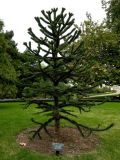 Araucaria araucana. Молодое растение. Южный Берег Крыма, пгт Партенит, ЛОК \"Айвазовское\". 15.10.2010.