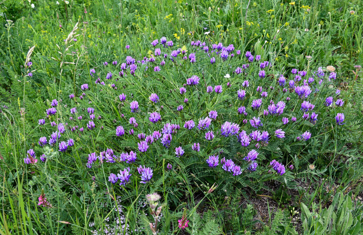 Изображение особи Astragalus onobrychis.