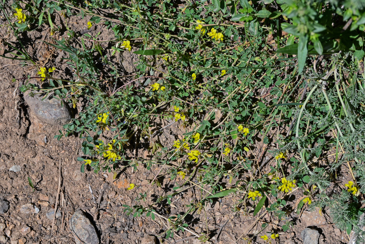 Image of Melilotoides aristata specimen.