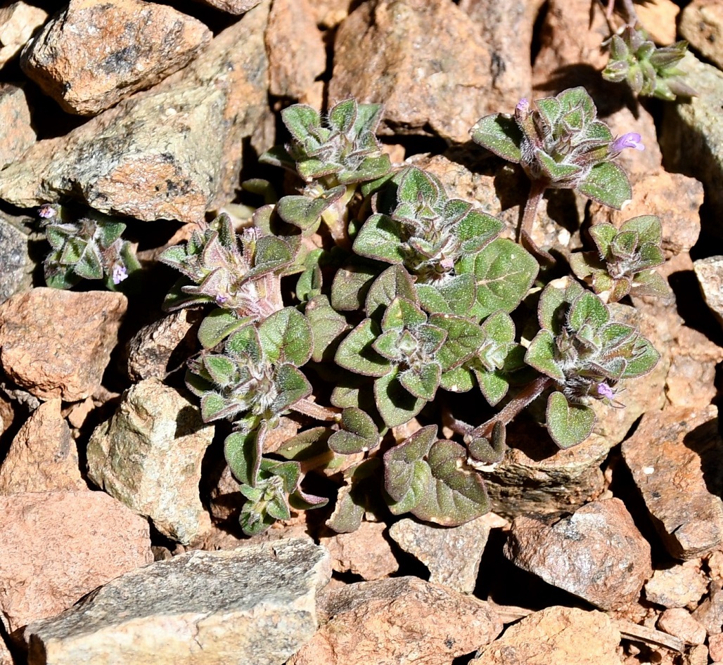 Image of Ziziphora graveolens specimen.