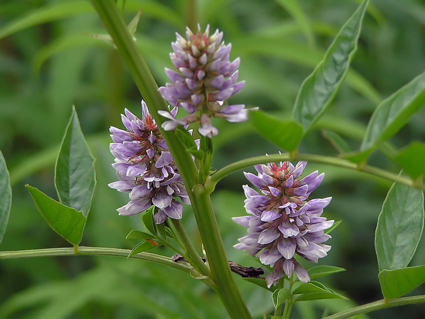 Image of Glycyrrhiza pallidiflora specimen.