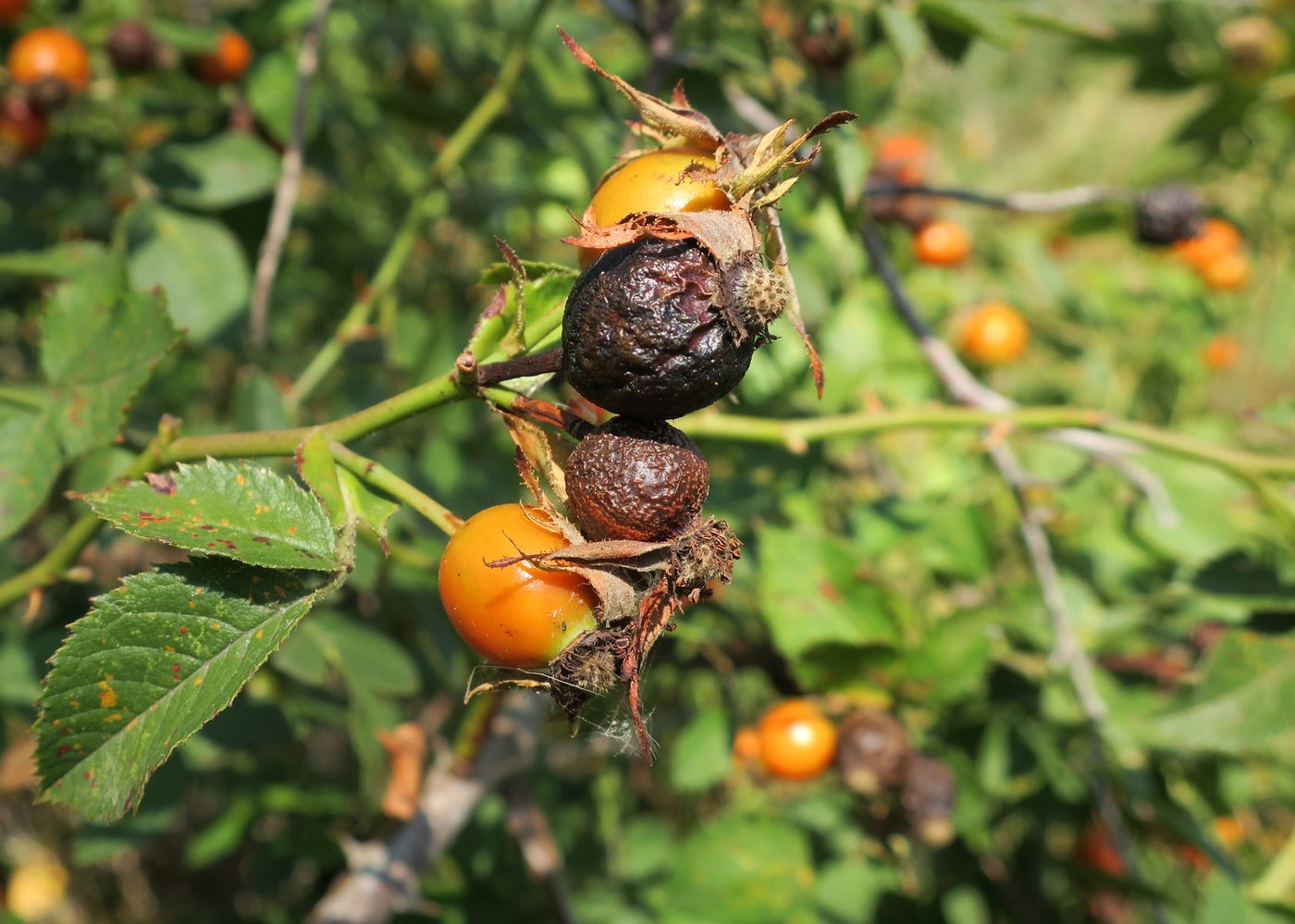 Image of genus Rosa specimen.